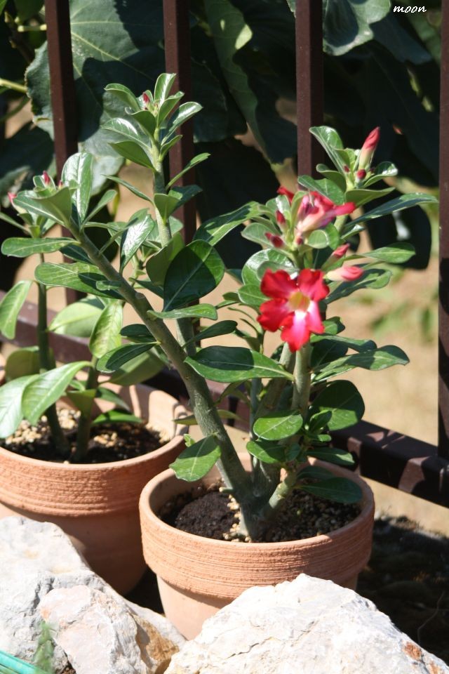 Adenium
